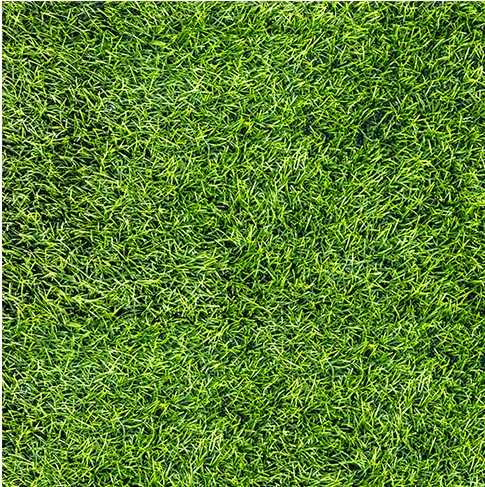 4040GREENERY002