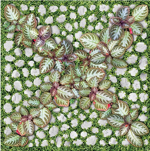 4040GREENERY004