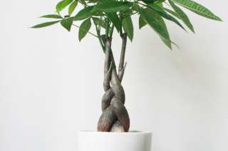 Cây để bàn